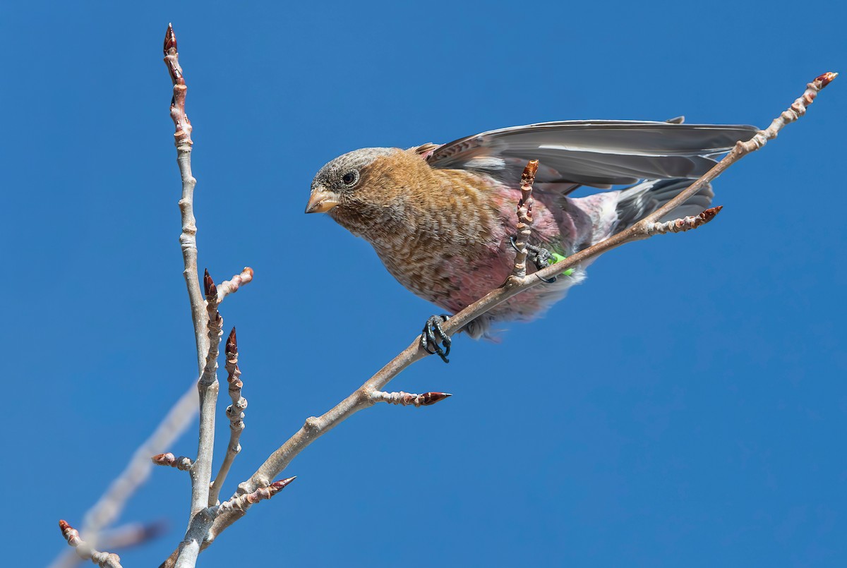 pěnkavice coloradská - ML647206185