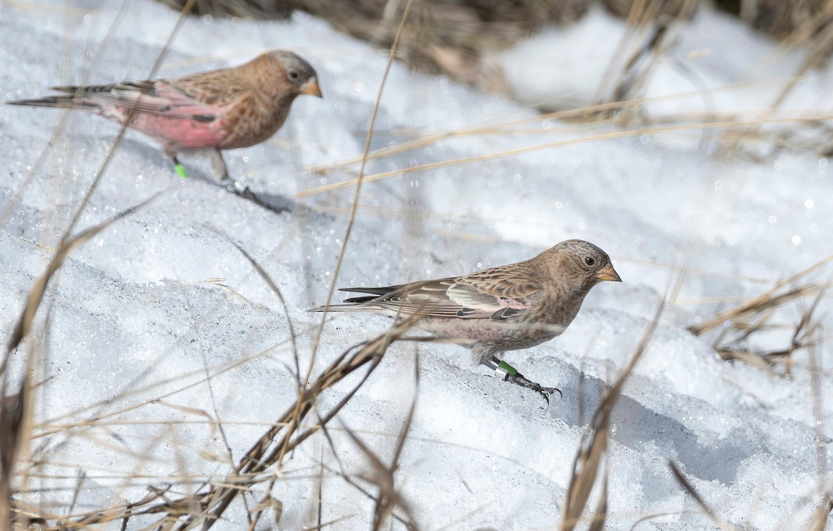 pěnkavice coloradská - ML647206190