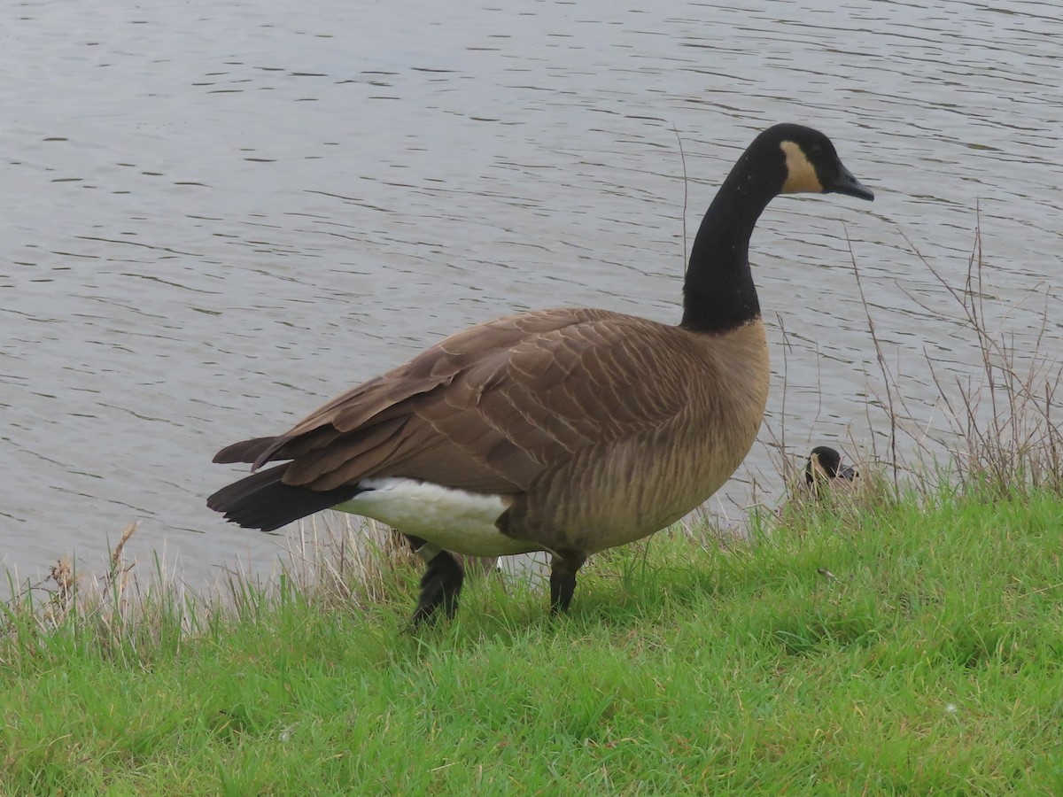 Kanadagans - ML647206205