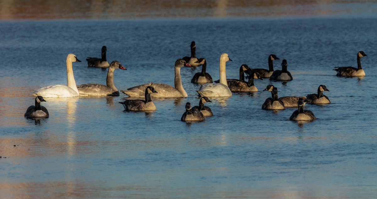 Kanadagans - ML647206220