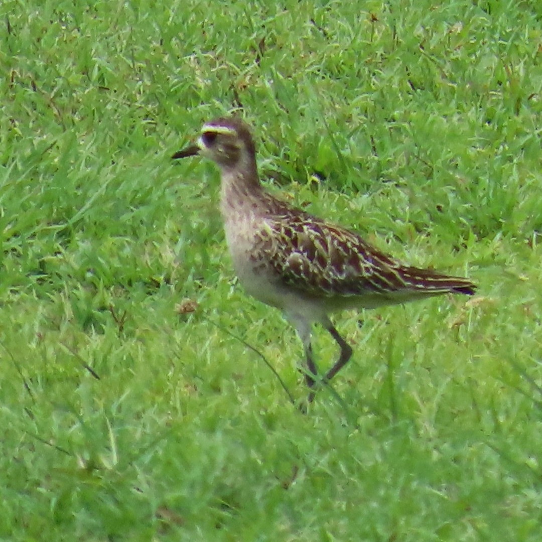 太平洋金斑鴴 - ML647206223