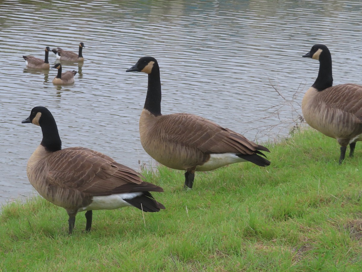 Kanadagans - ML647206230