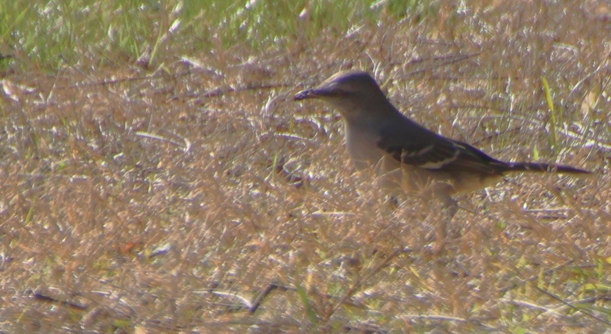 Northern Mockingbird - ML647206231