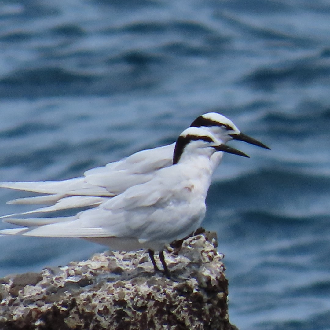 蒼燕鷗 - ML647206233