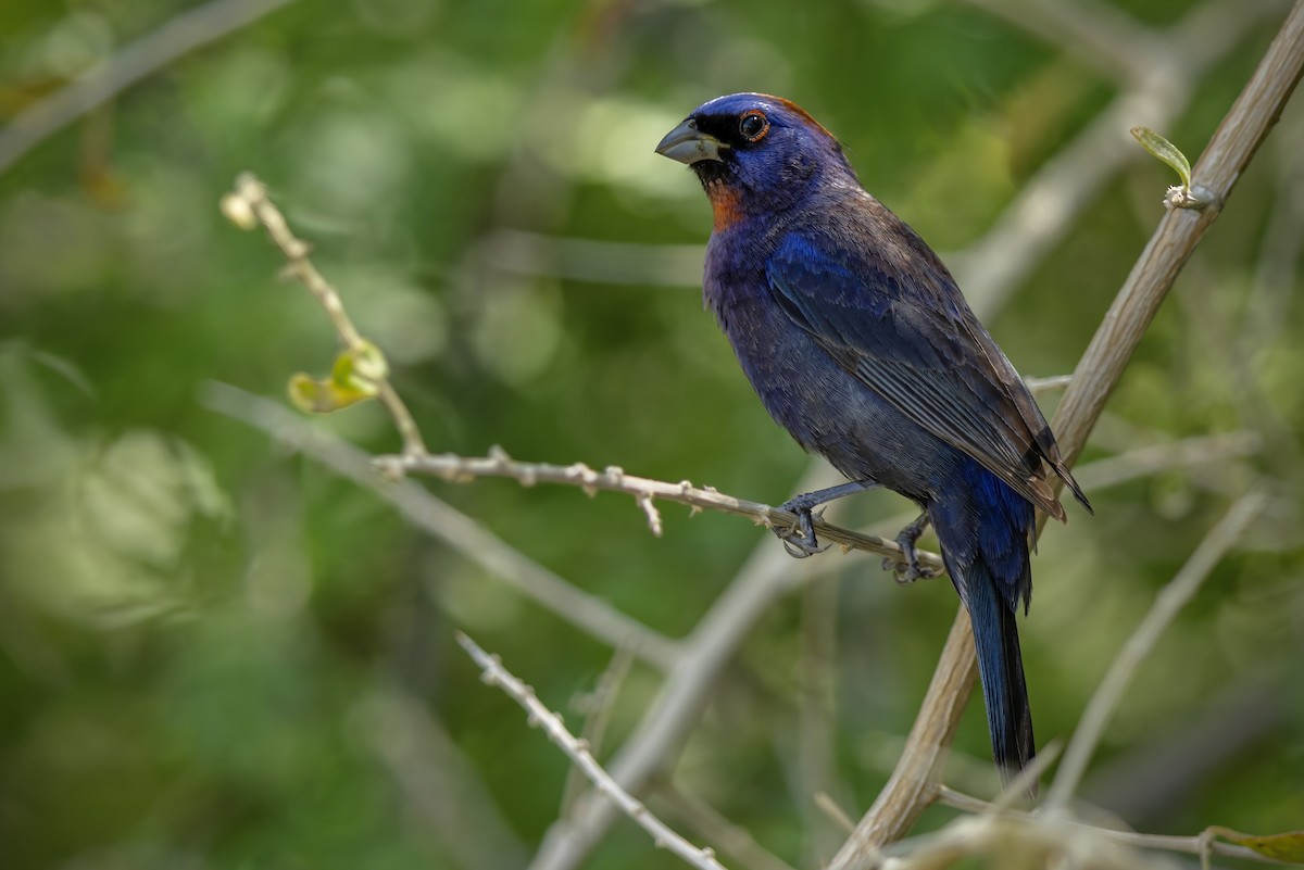 Varied Bunting - ML647206235