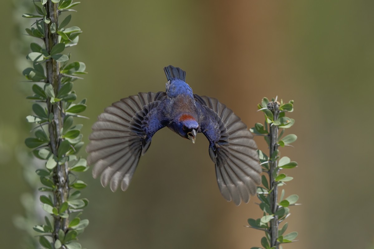 Varied Bunting - ML647206236