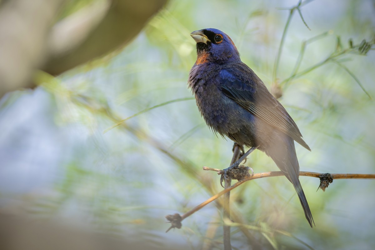 Varied Bunting - ML647206237