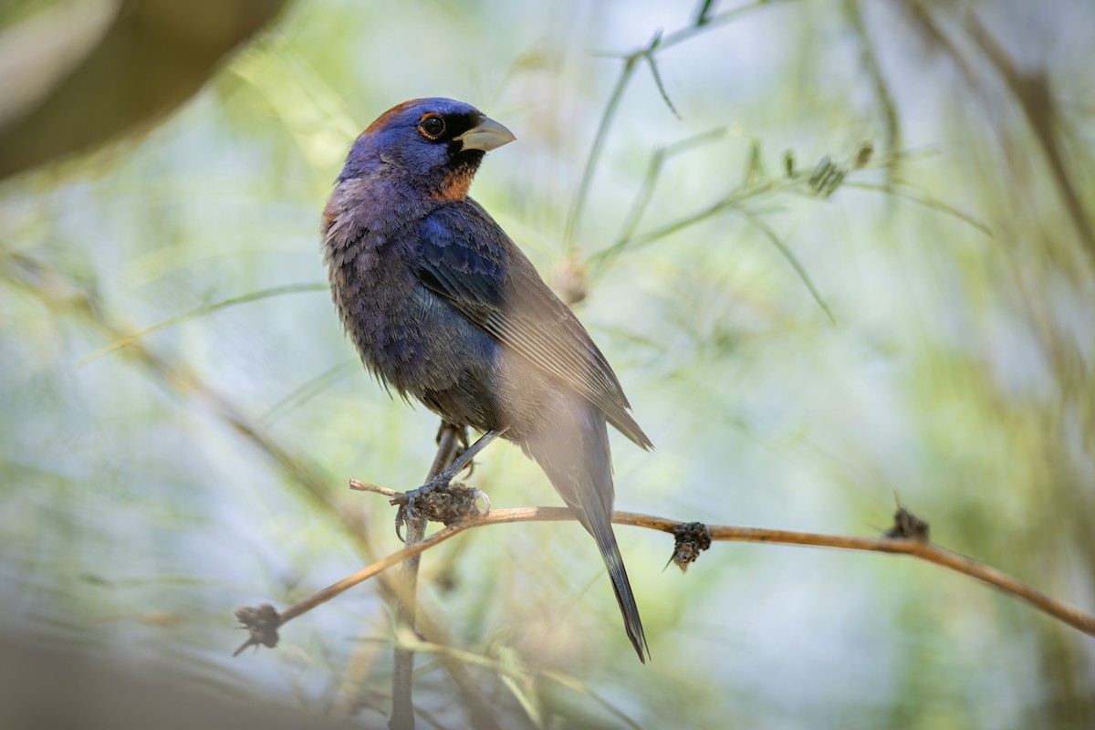Varied Bunting - ML647206238