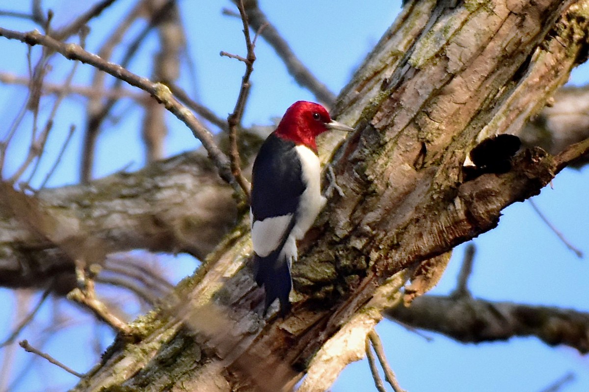 Red-headed Woodpecker - ML647206241