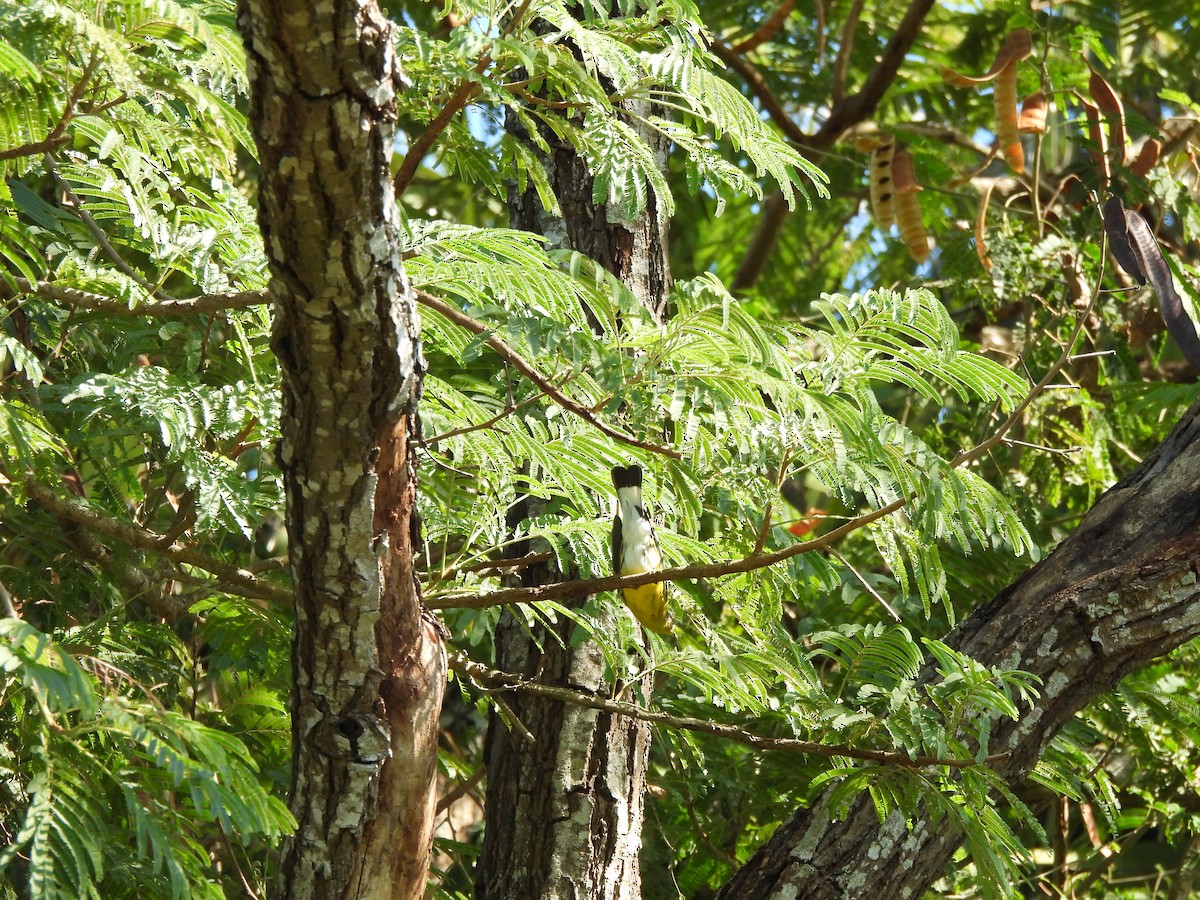 Magnolia Warbler - ML647206246