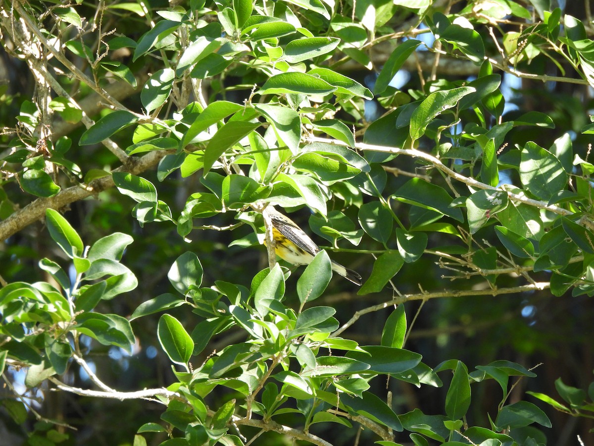 Magnolia Warbler - ML647206247