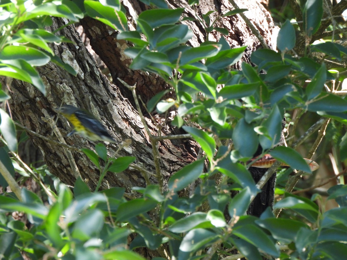 Magnolia Warbler - ML647206248