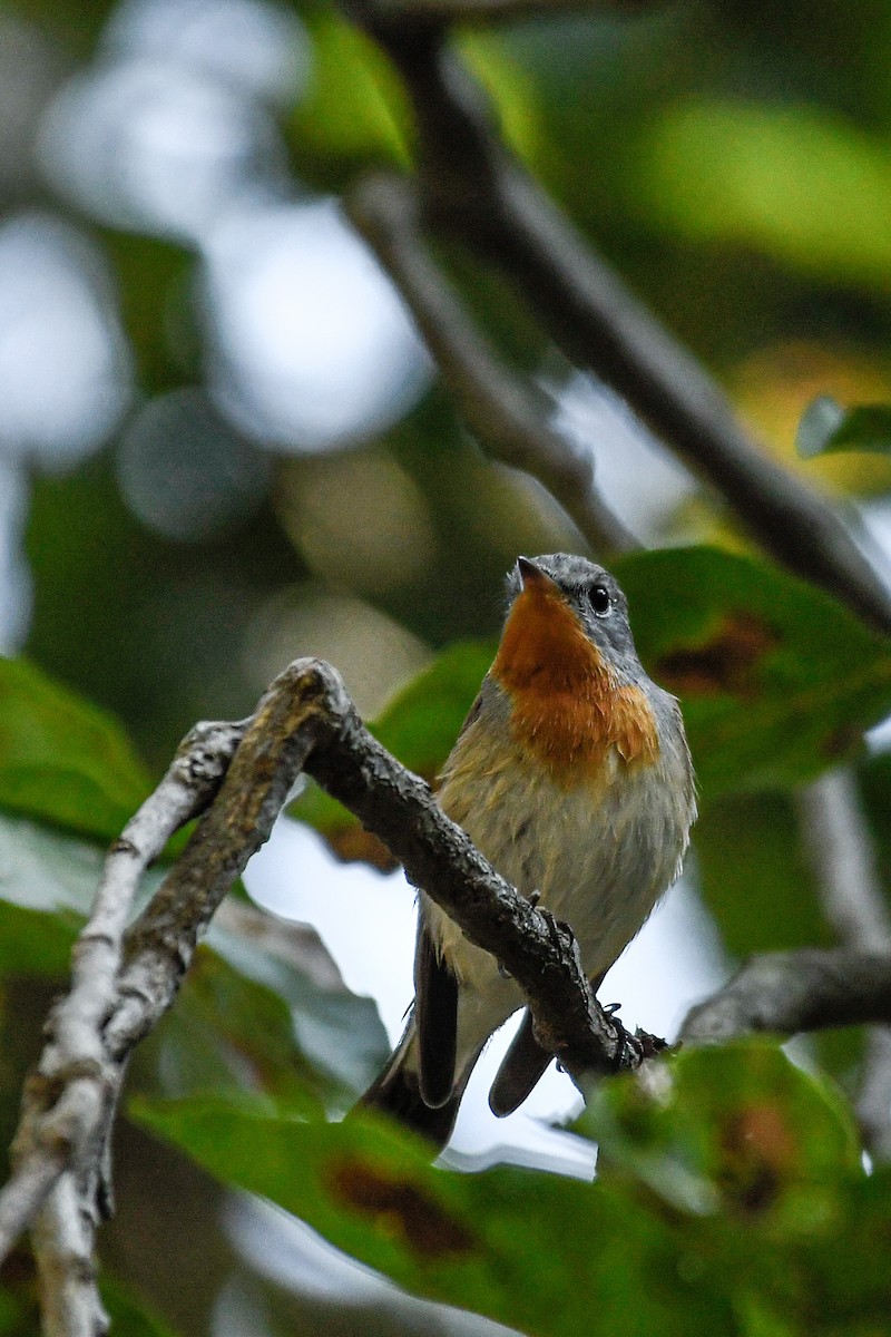 Red-breasted Flycatcher - ML647206250
