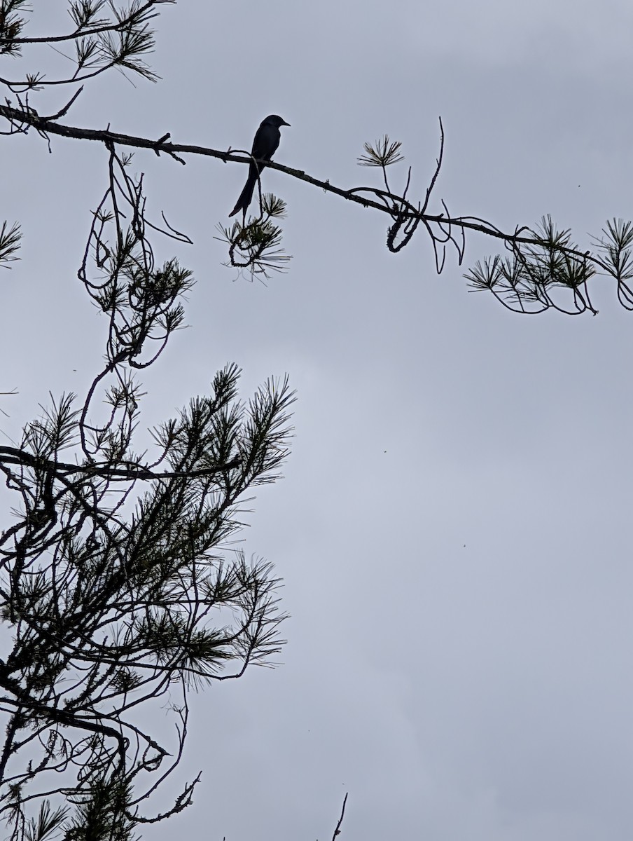 Ashy Drongo - ML647206251