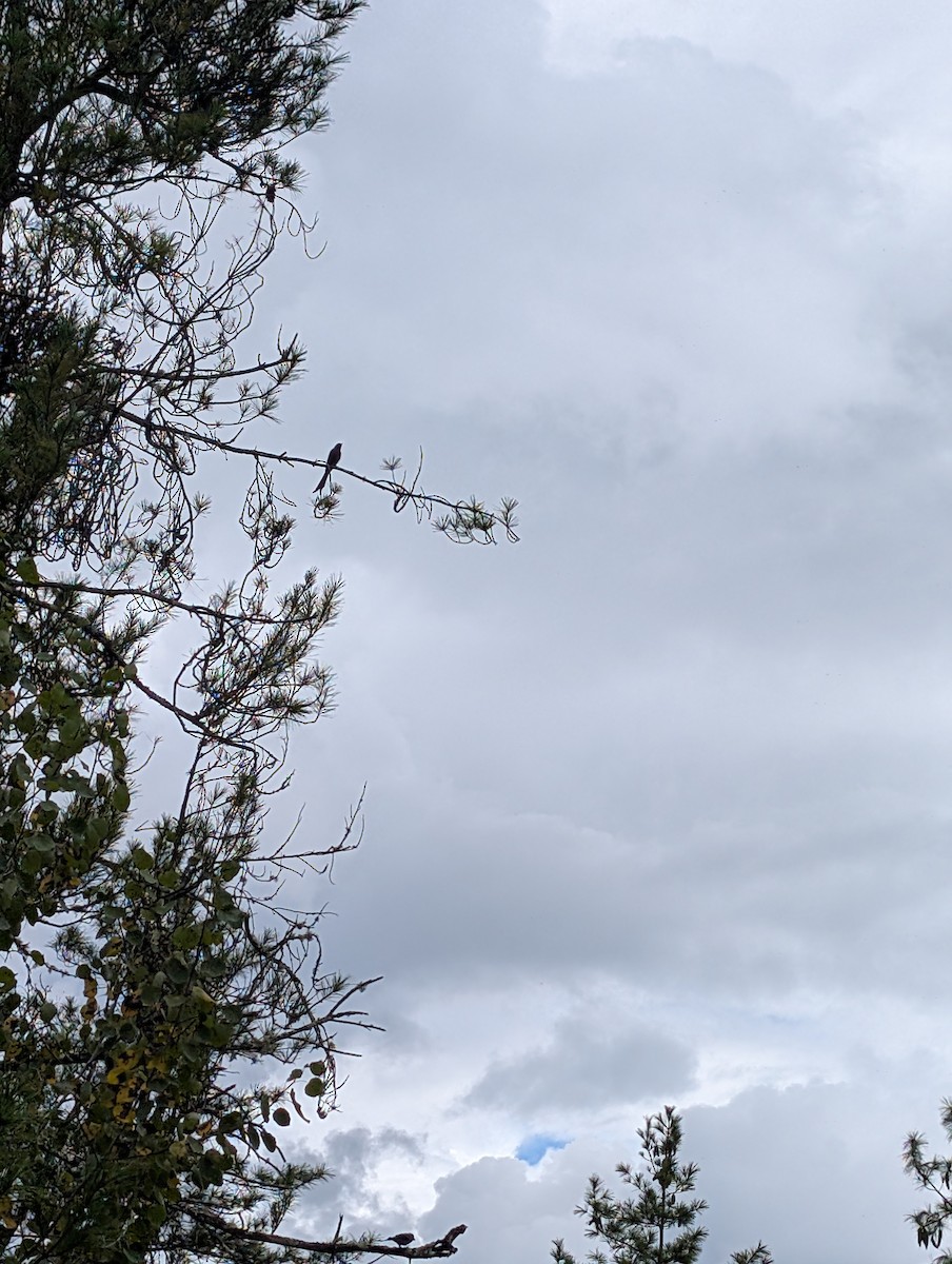 Ashy Drongo - ML647206252