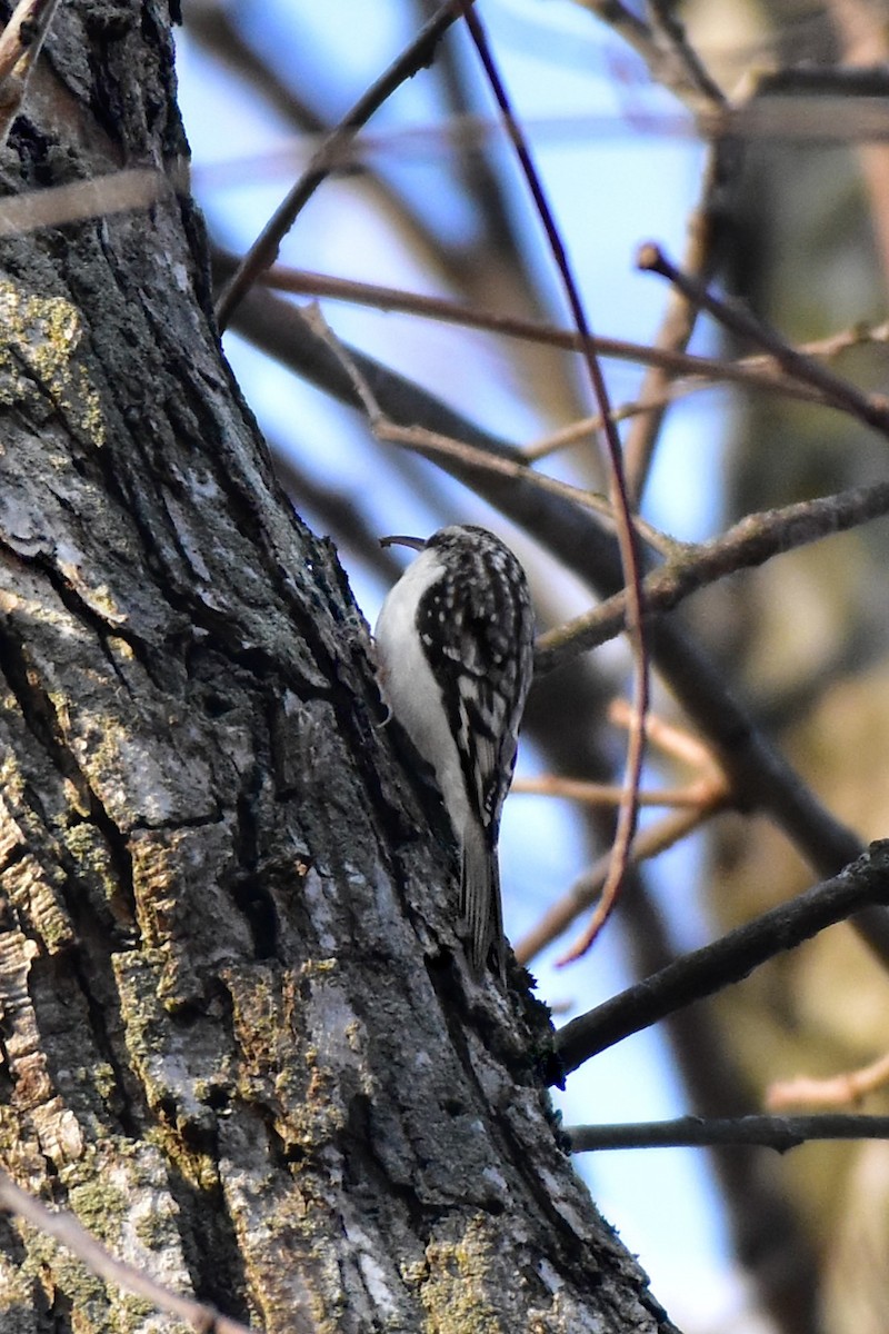 Brown Creeper - ML647206253