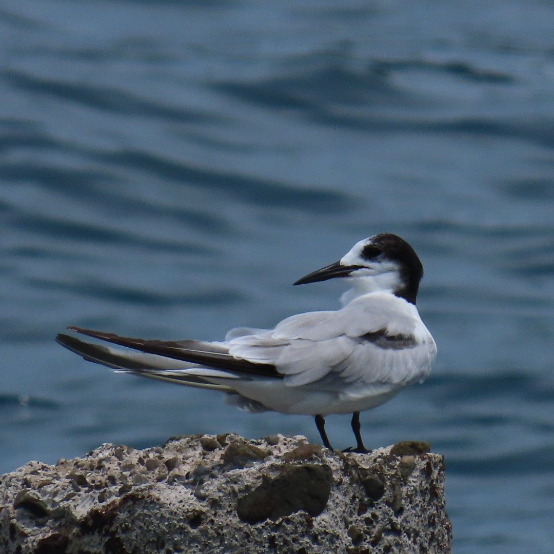 Common Tern (longipennis) - ML647206255