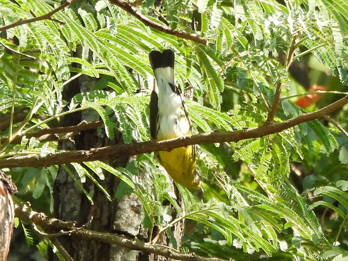 Magnolia Warbler - ML647206260