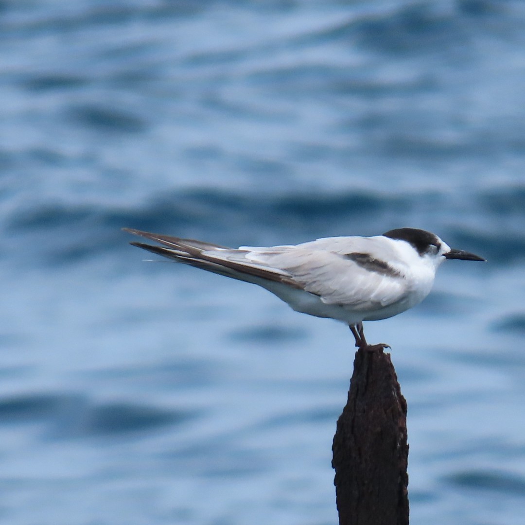 Australian Tern - ML647206265