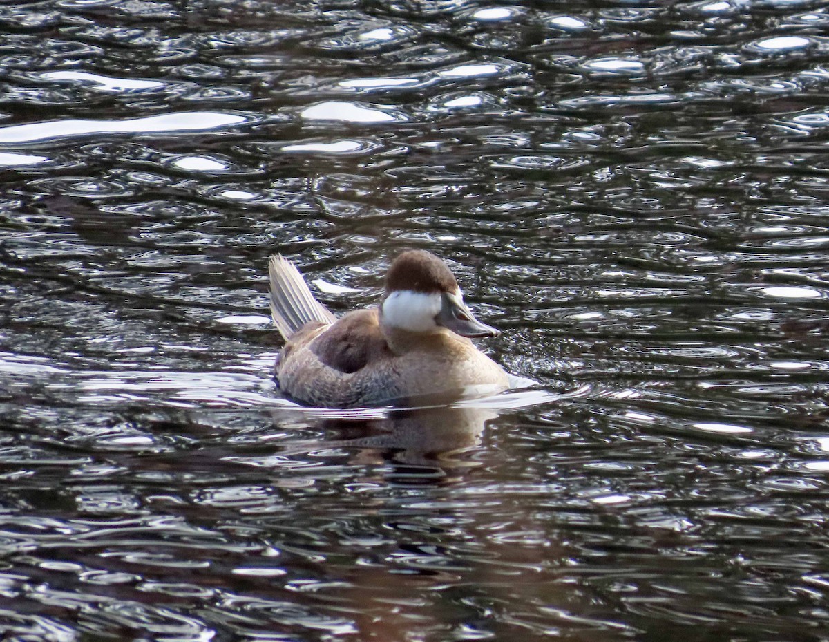 Американская савка - ML647206268