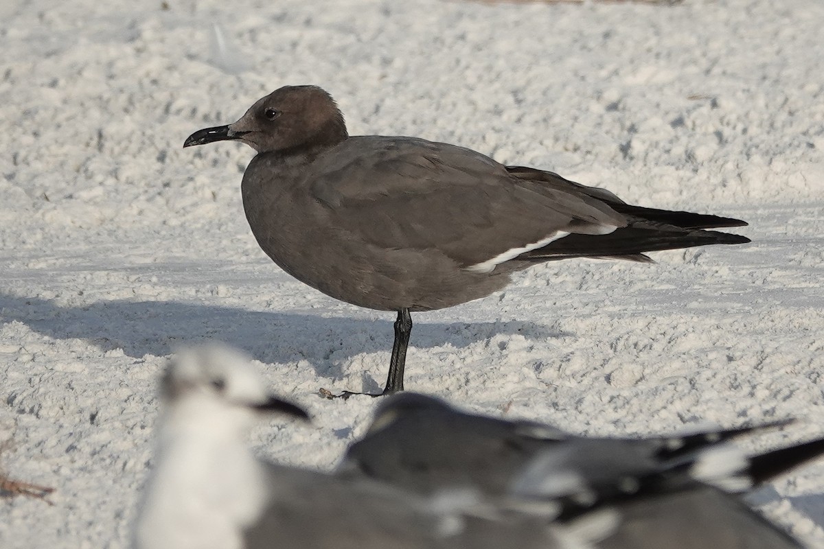 Мартин сірий - ML647206271