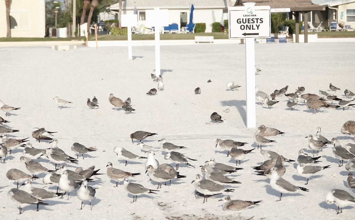 Мартин сірий - ML647206277