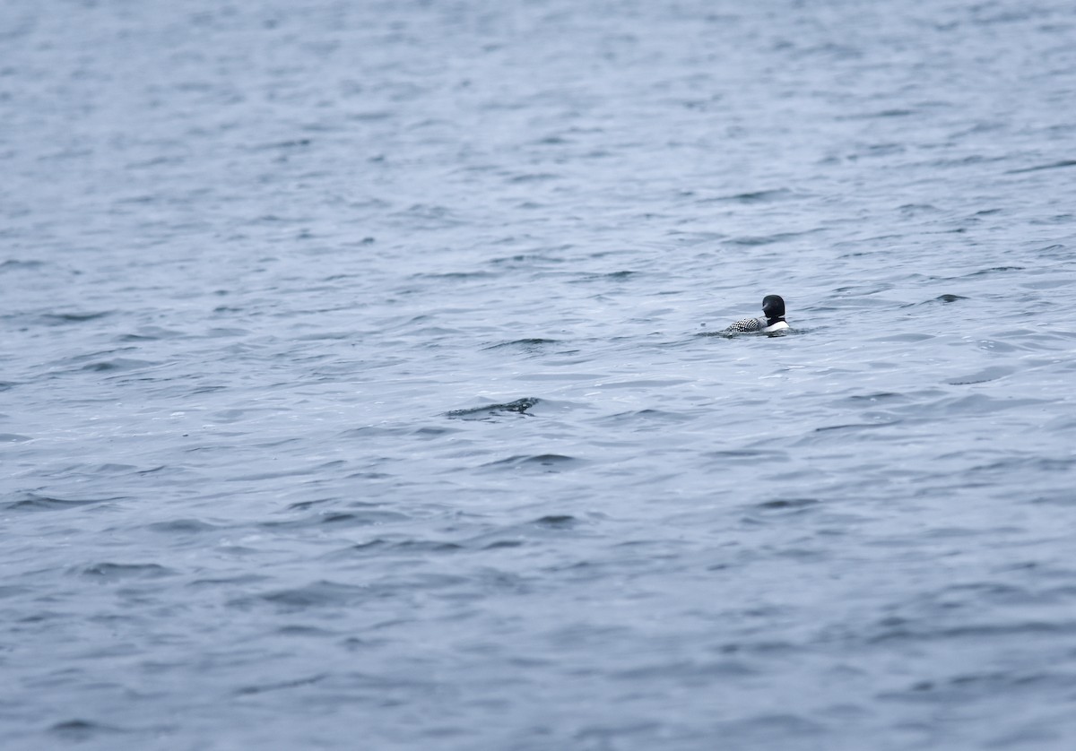 Common Loon - ML647206279