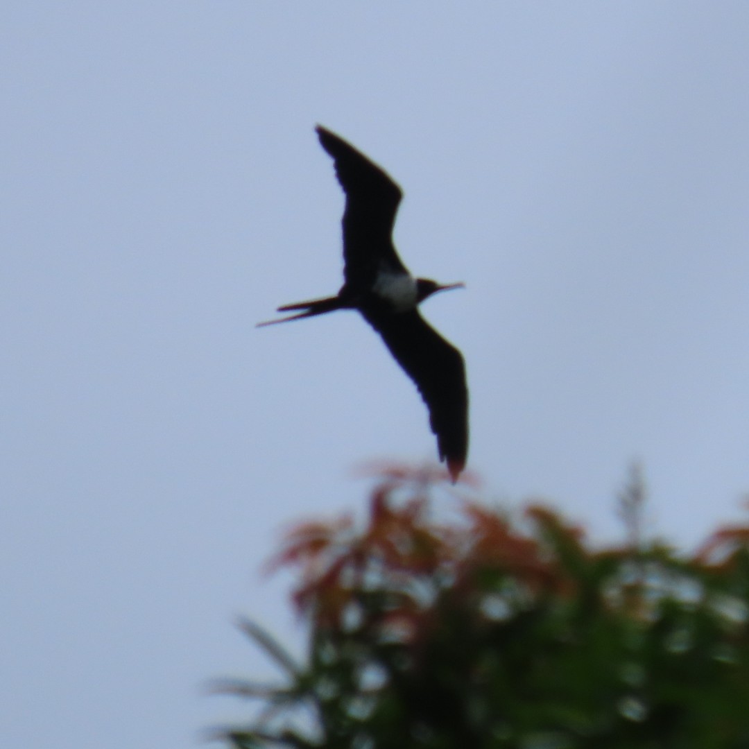 Lesser Frigatebird - Dorothy Bedford