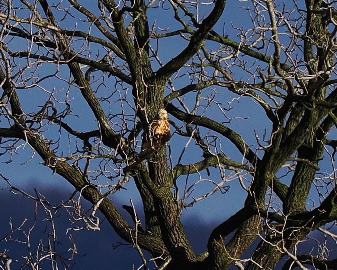 káně rousná - ML647206284