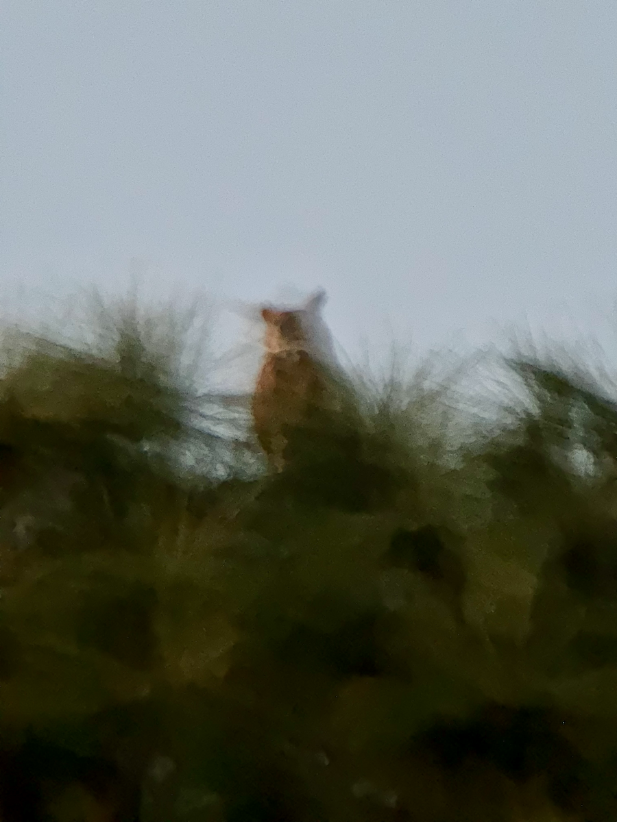 Great Horned Owl - ML647206285