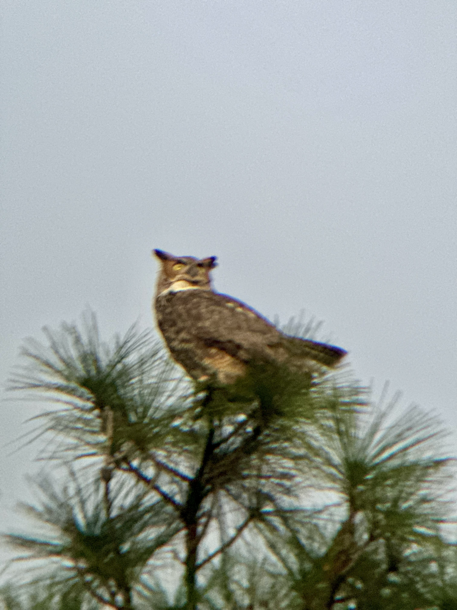 Great Horned Owl - ML647206286