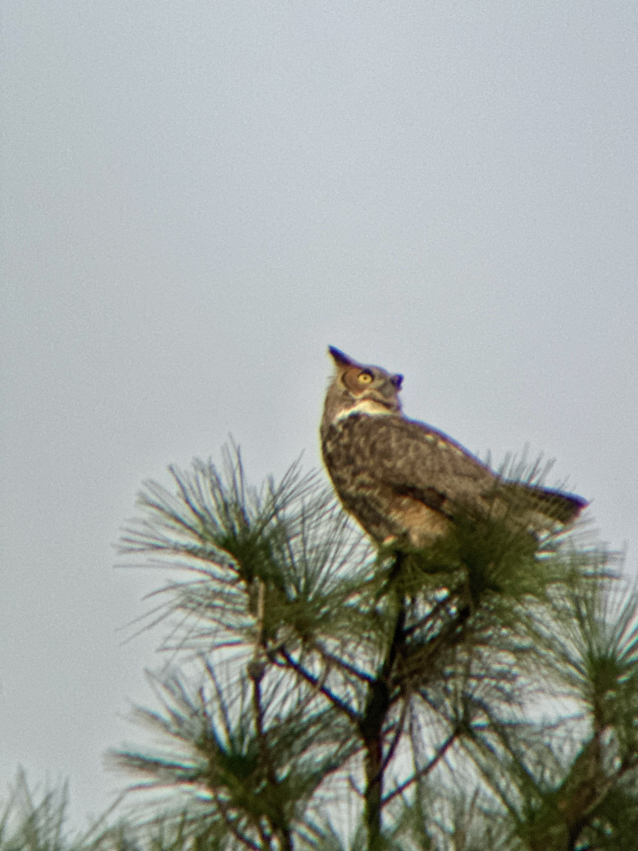 Great Horned Owl - ML647206287