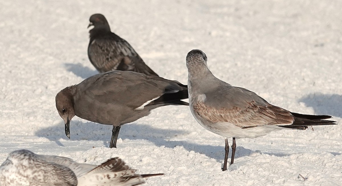 Мартин сірий - ML647206289