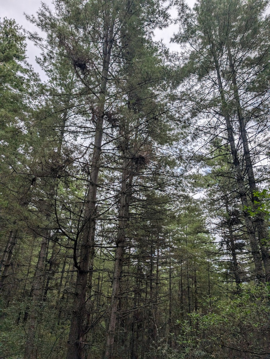 Southern Nutcracker - ML647206298