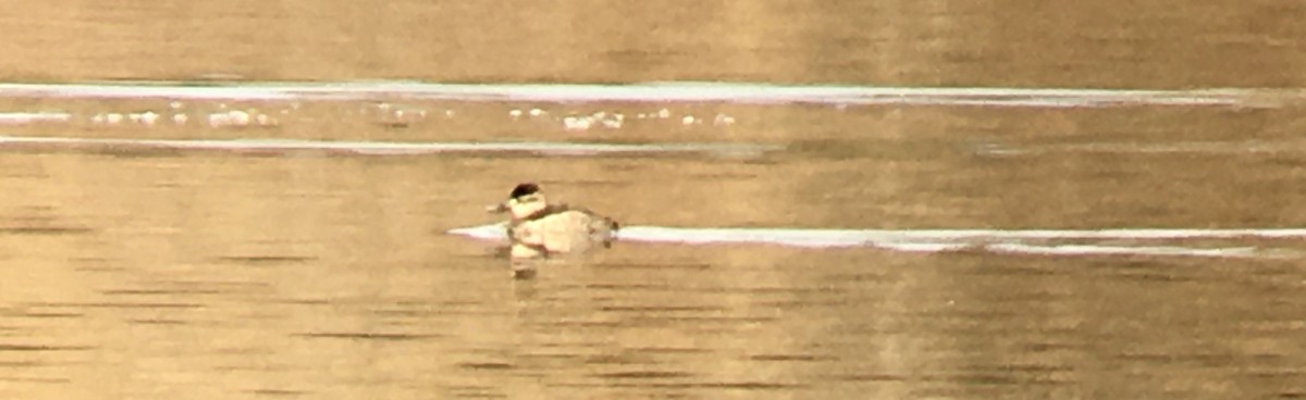 Американская савка - ML647206302