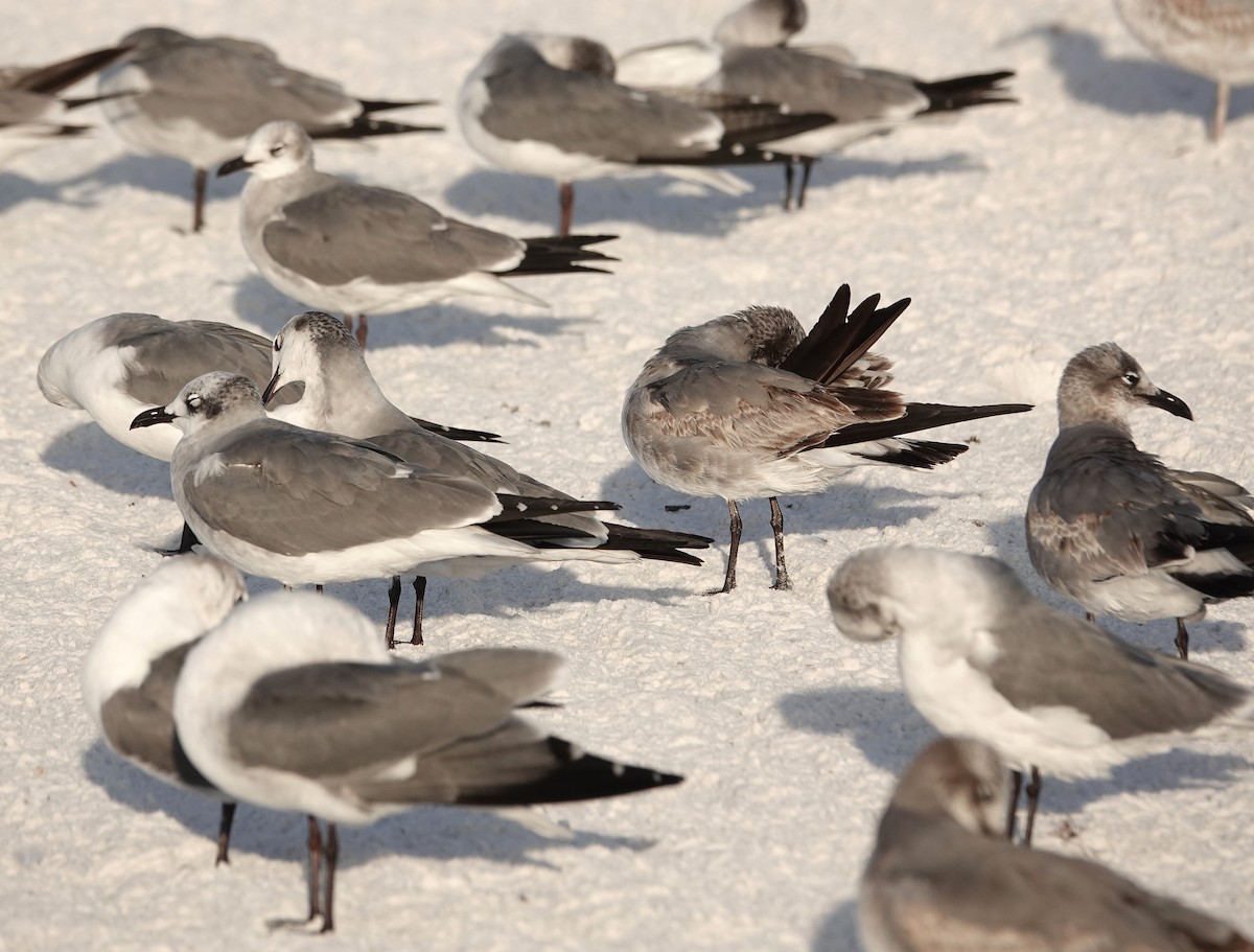 Laughing Gull - ML647206303