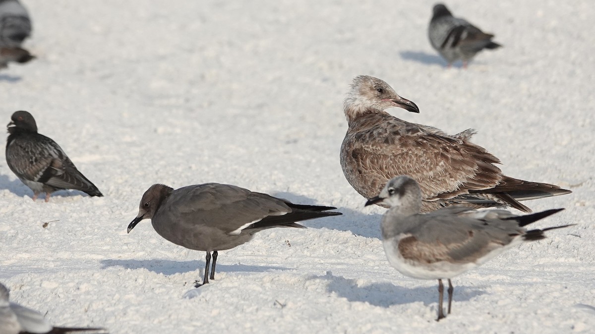 American Herring Gull - ML647206312