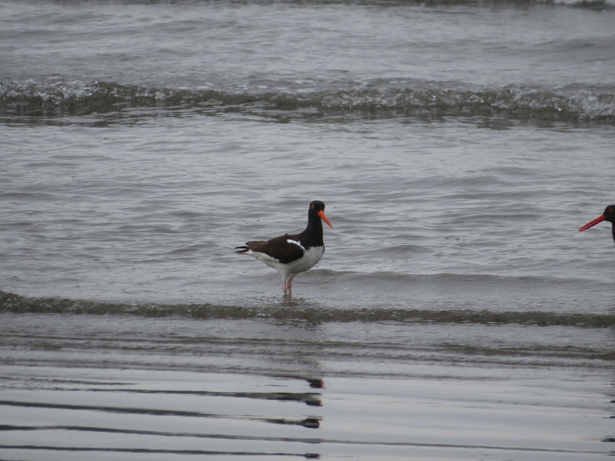 American Oystercatcher - ML647206316