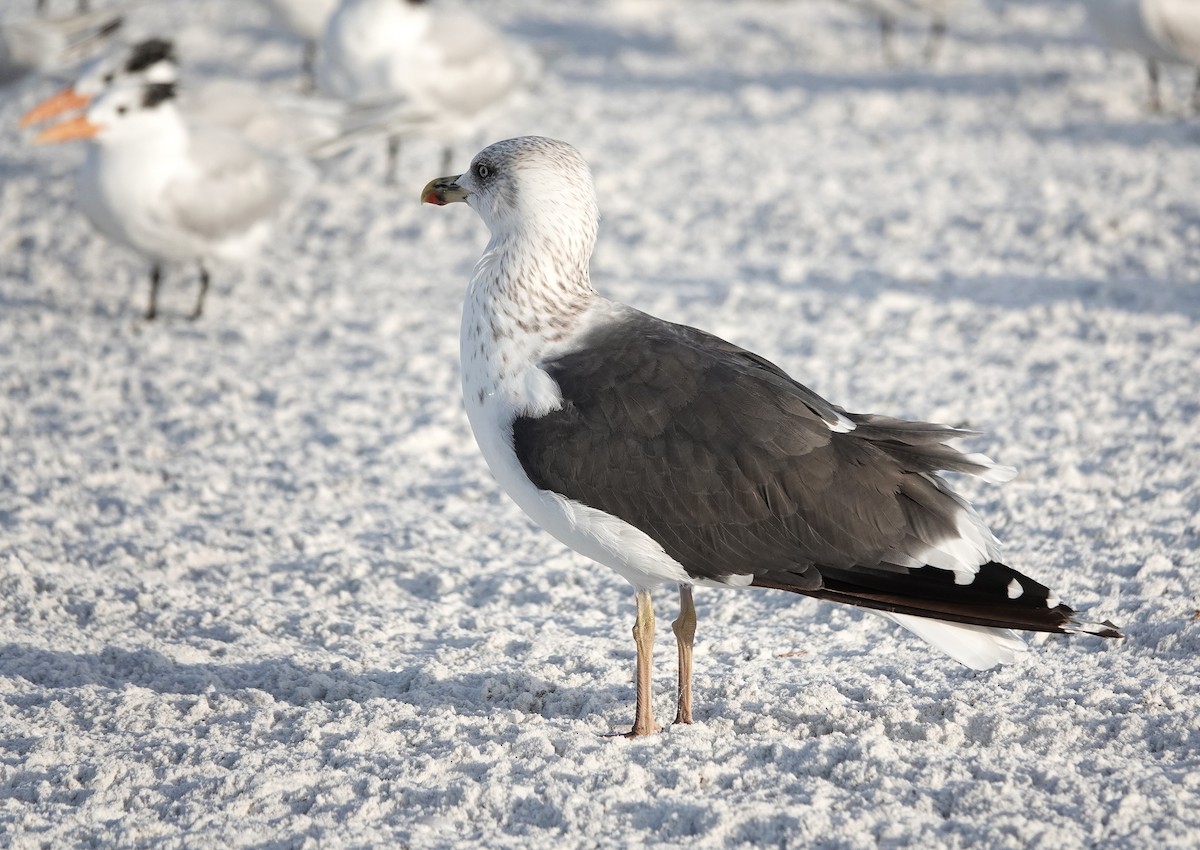 Lesser Black-backed Gull - ML647206317