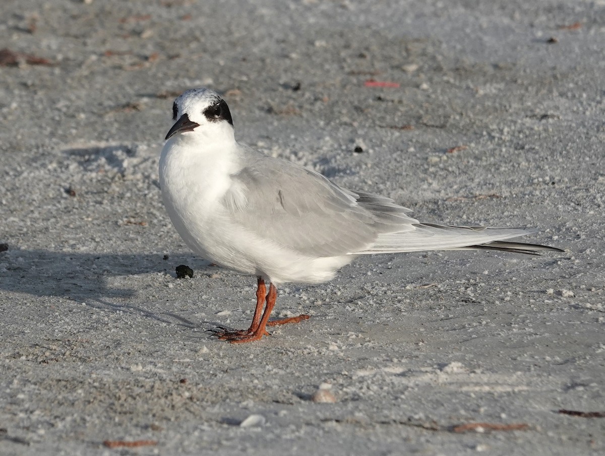 Forster's Tern - ML647206331