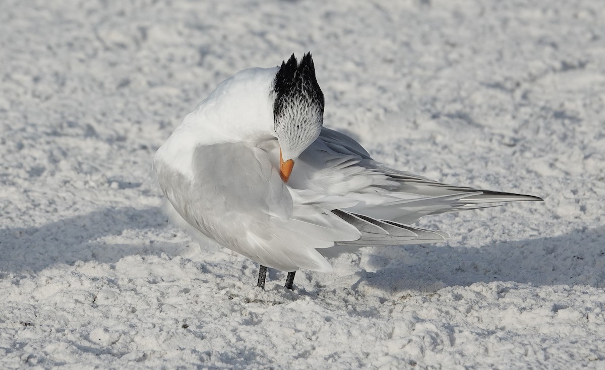 Royal Tern - ML647206336