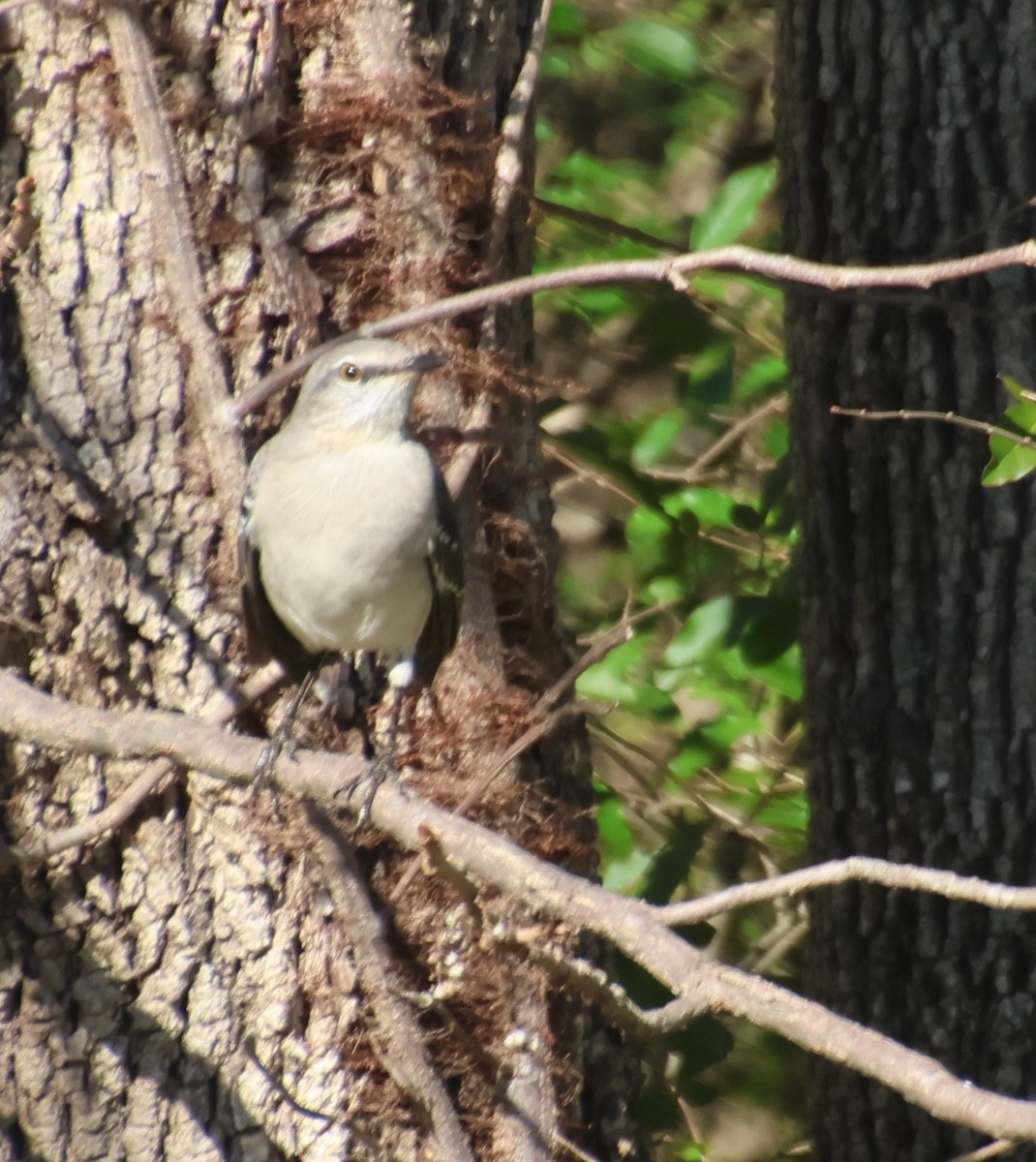 Northern Mockingbird - ML647206342