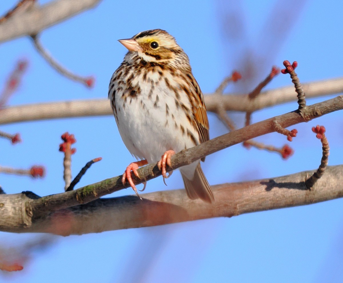 strnadec luční - ML647206347