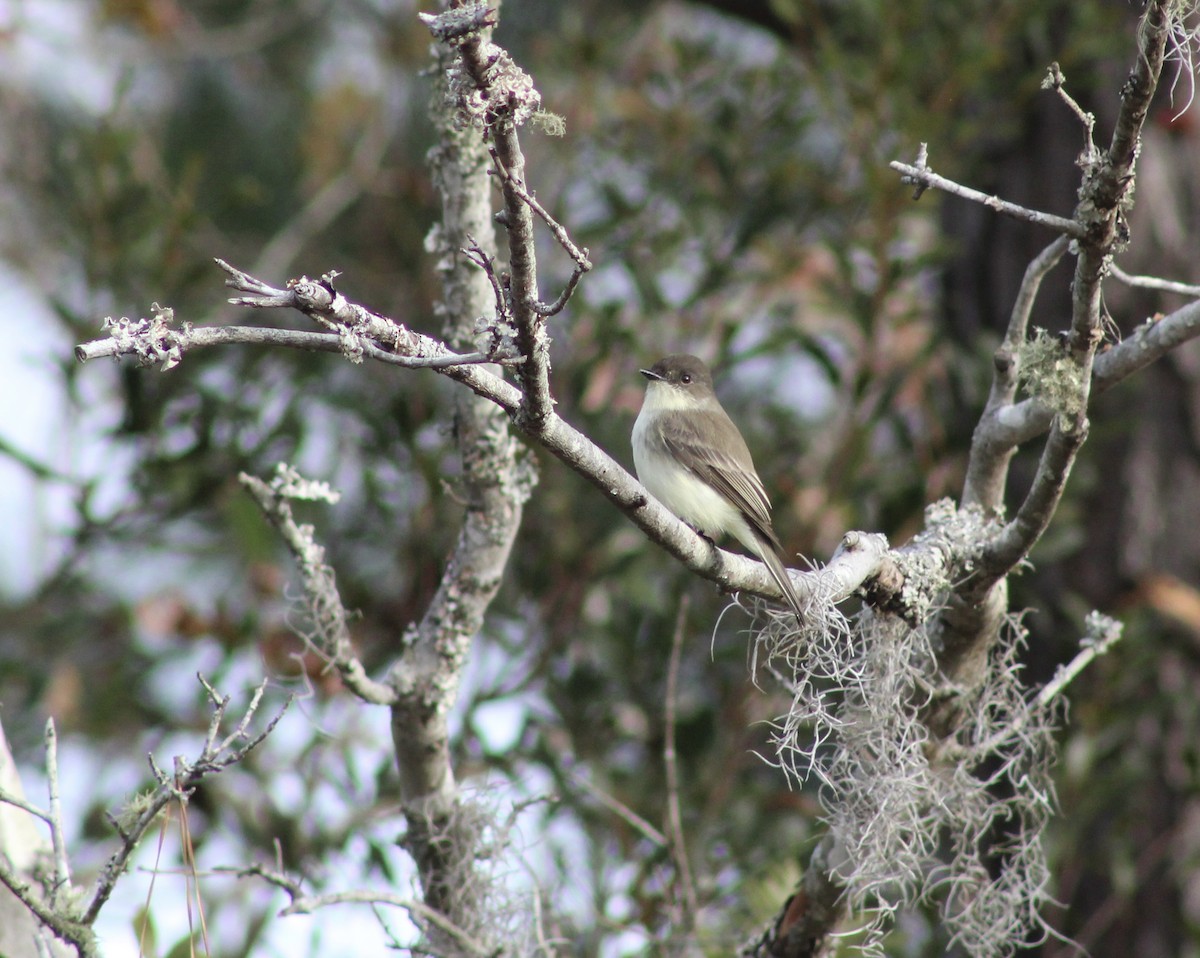 Eastern Phoebe - ML647206350
