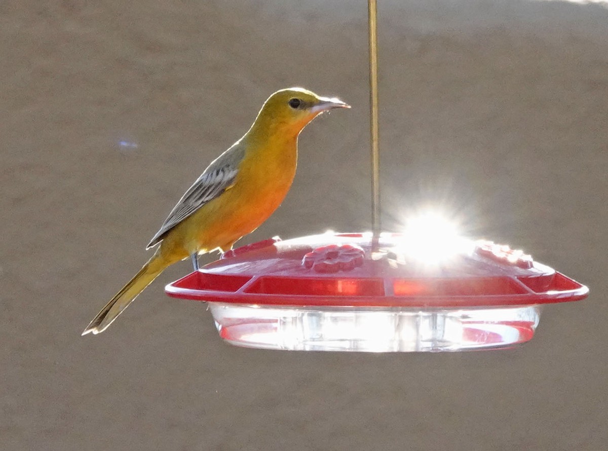 Hooded Oriole - ML647206351