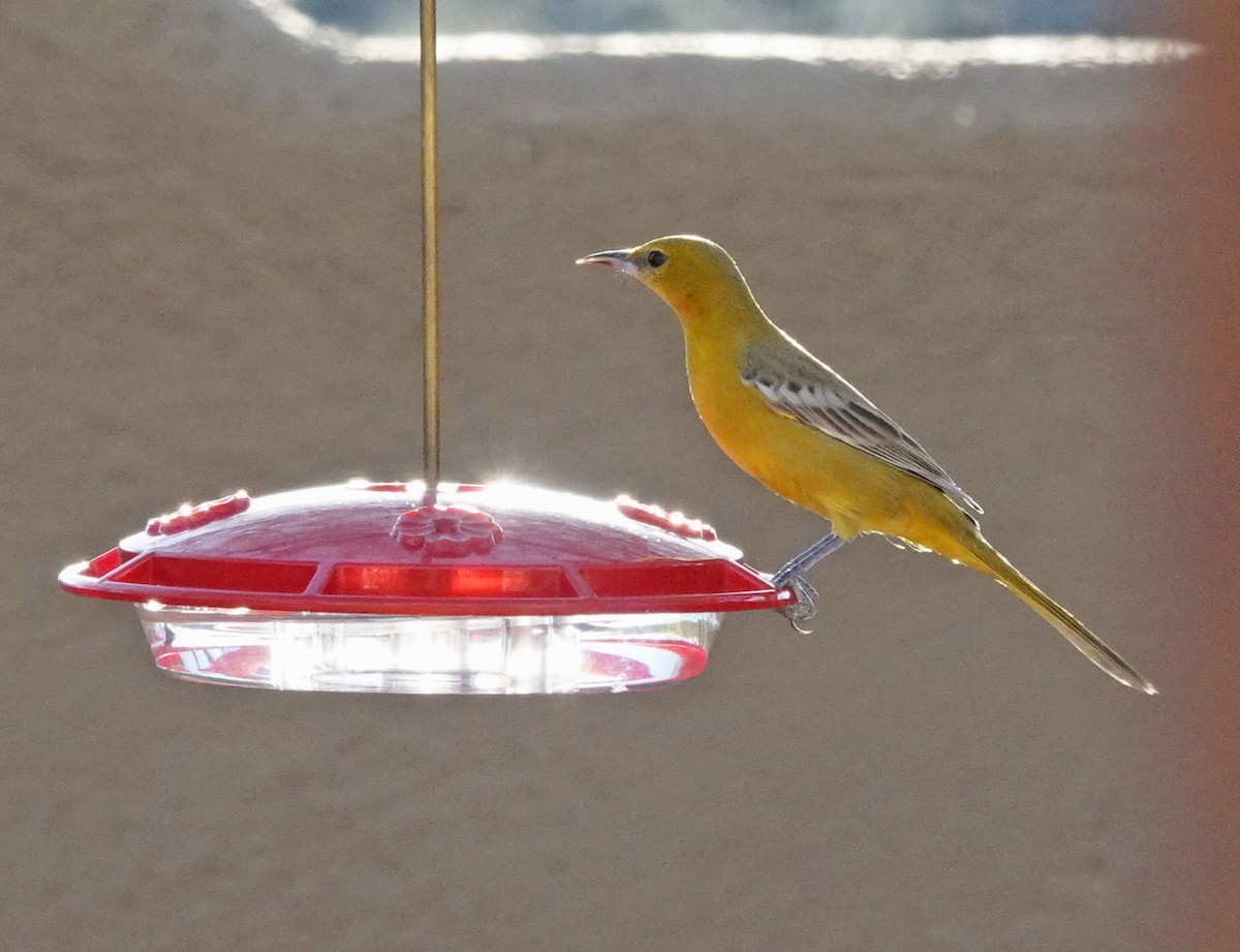 Hooded Oriole - ML647206352