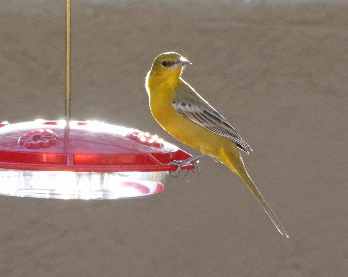 Hooded Oriole - ML647206355