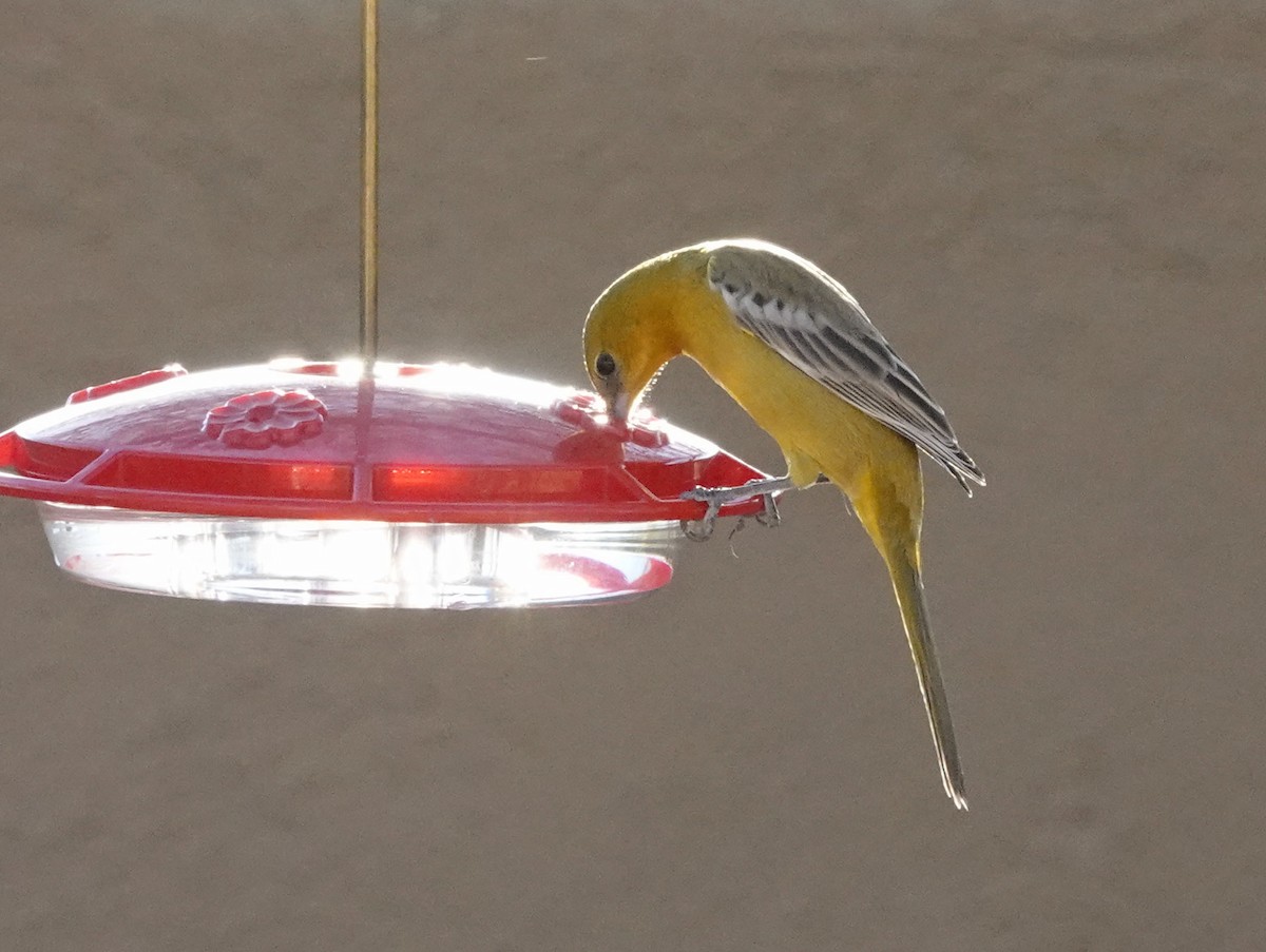 Hooded Oriole - ML647206356