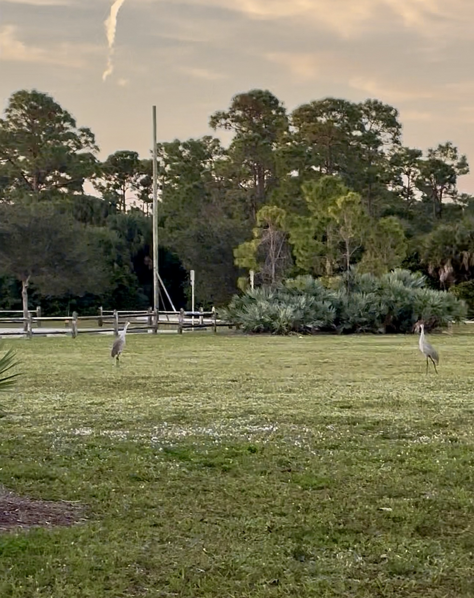 Sandhill Crane - ML647206361