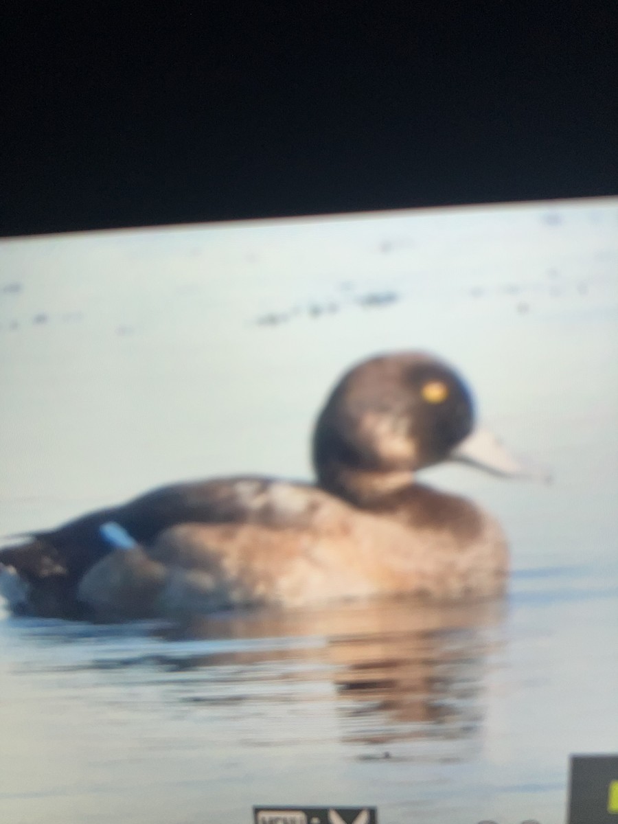 スズガモ - ML647206362